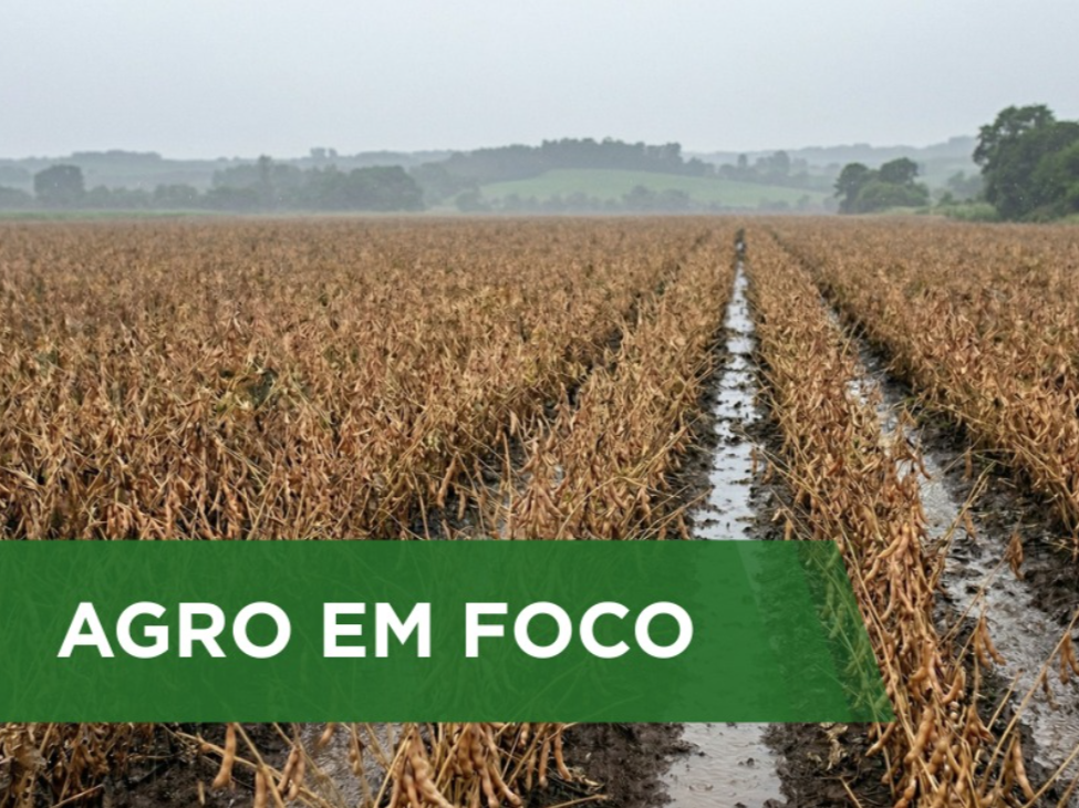 Chuvas irregulares ditam o ritmo da colheita do feijão primeira safra e evidenciam contrastes no MATOPIBA