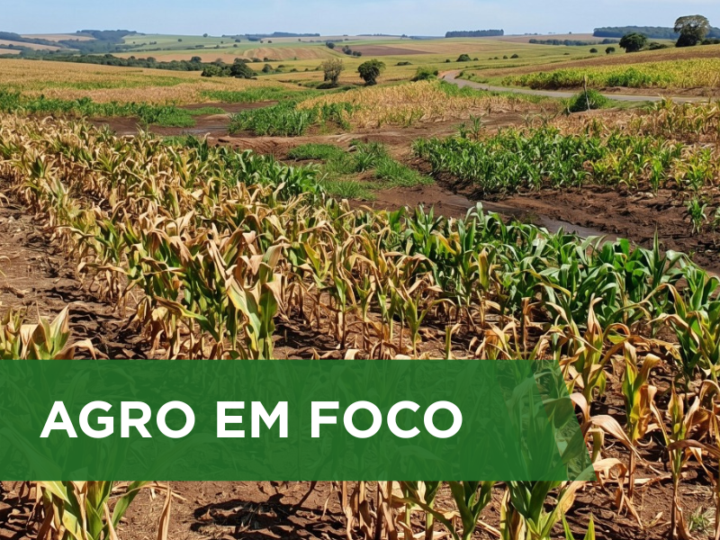 Chuvas amenizam a estiagem em áreas produtoras de milho do Paraná e Mato Grosso do Sul