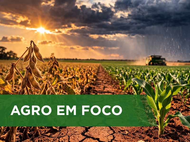 Chuvas irregulares causam impactos em áreas agrícolas no Mato Grosso do Sul