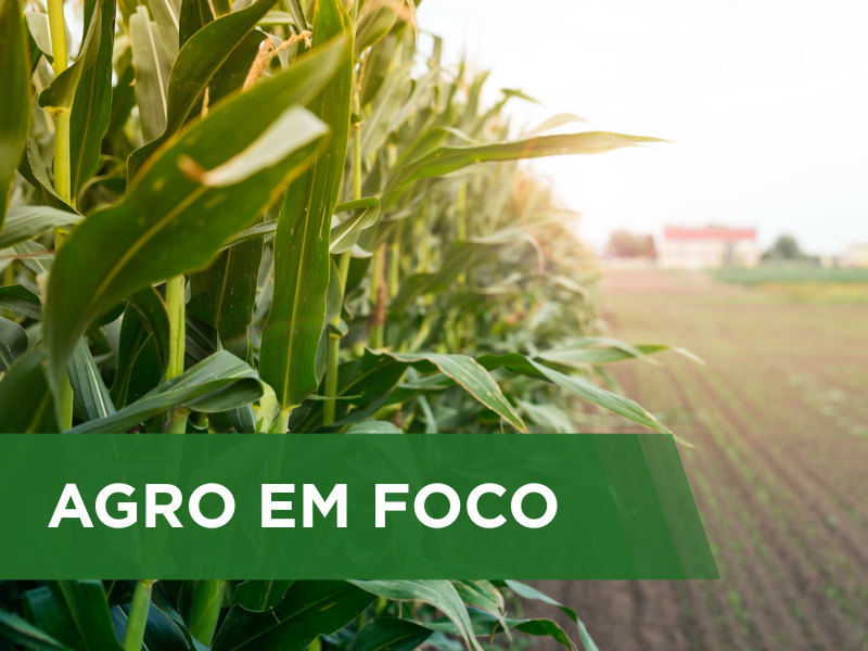 Chuvas causam impactos distintos em áreas agrícolas no Pará