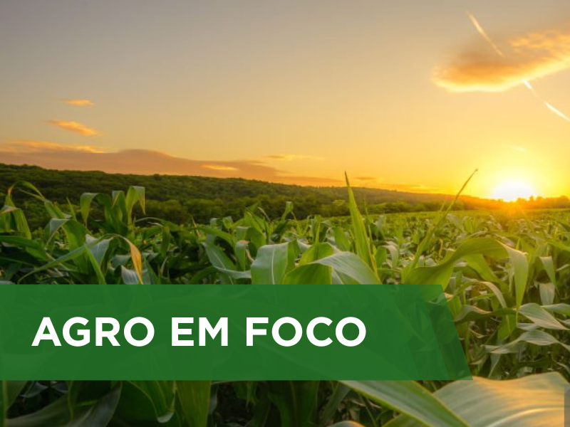 Chuvas irregulares e altas temperaturas impactam o desenvolvimento do milho segunda safra no Centro-Oeste