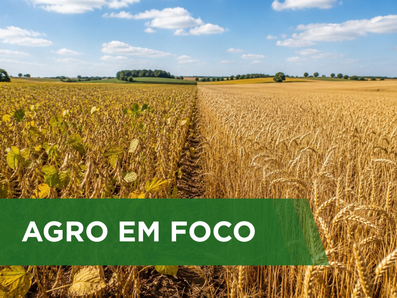 Tempo seco favorece o avanço do trigo irrigado e antecipa a maturação do feijão no Brasil Central