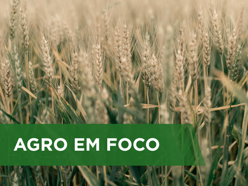 Condições meteorológicas podem afetar as culturas de trigo e café nas áreas produtoras da Região Sudeste