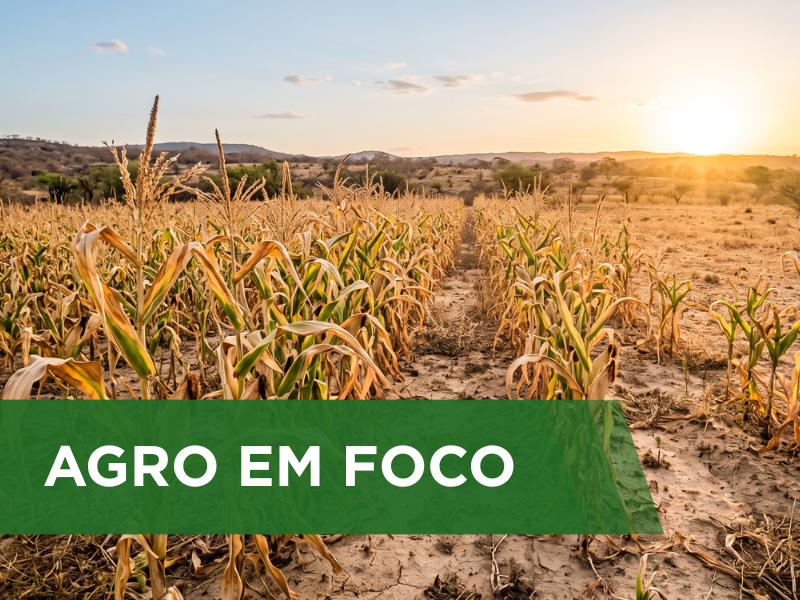 Estresse hídrico ameaça a produtividade do milho de terceira safra na região do SEALBA