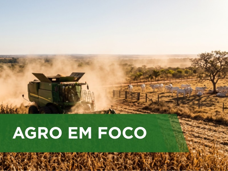 Calor e baixa umidade favorecem a colheita do milho segunda safra, mas aumenta o risco para a pecuária do Centro-Oeste.