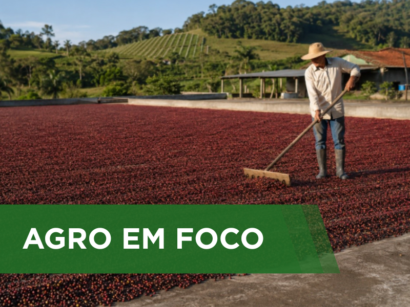 Previsão indica retorno da chuva e aumenta a atenção na colheita e secagem do café no Sudeste