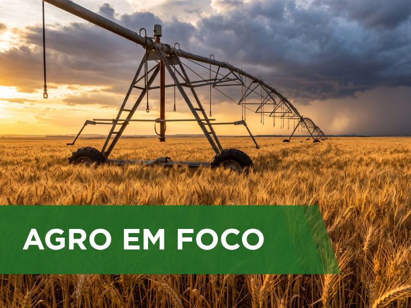 Trigo no Centro-Oeste: Regime Hídrico define o desempenho das lavouras