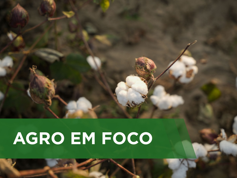 Monitoramento por soma térmica indica avanço da maturação das lavouras de algodão